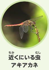 近くにいる虫　アキアカネ