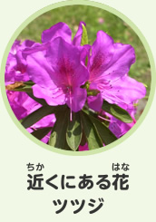 近くにある花　ツツジ