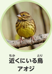 近くにいる鳥　アオジ