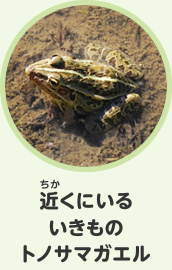 にがてないきもの　トノサマガエル