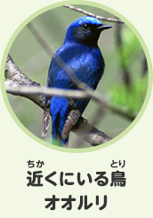 近くにいる鳥　オオルリ