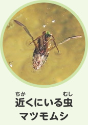 近くにいる虫　マツモムシ