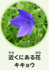 近くにある花　キキョウ