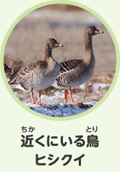 近くにいる鳥　ヒシクイ