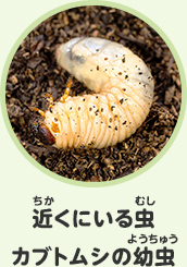 近くにいる虫　カブトムシの幼虫