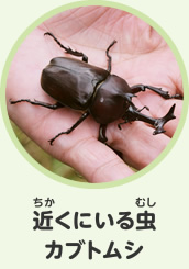 近くにいる虫　カブトムシ