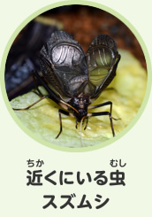 近くにいる虫　スズムシ