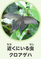 近くにいる虫　クロアゲハ