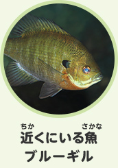 近くにいる魚　ブルーギル