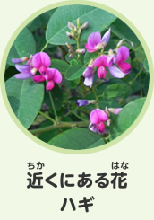 近くにある花　ハギ