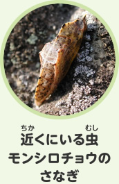 近くにいる虫　モンシロチョウのさなぎ