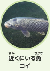 近くにいる魚　コイ