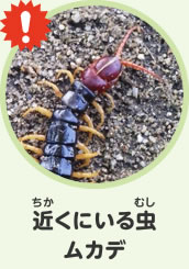 近くにいる虫　ムカデ