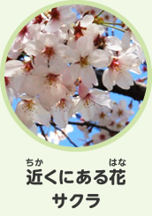 近くにある花　サクラ