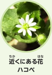 近くにある花　ハコベ