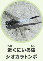 近くにいる虫　シオカラトンボ