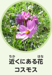 近くにある花　コスモス