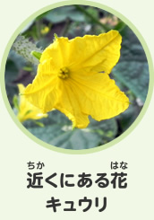 近くにある花　キュウリ