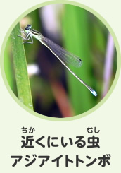 近くにいる虫　イトトンボ