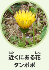 近くにある花　タンポポ