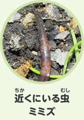 近くにいる虫　ミミズ