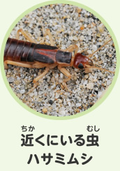 近くにいる虫　ハサミムシ