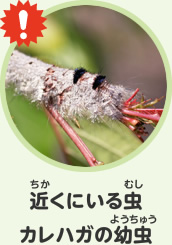 近くにいる虫　カレハガの幼虫