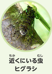 近くにいる虫　ヒグラシ