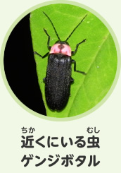 近くにいる虫　ゲンジボタル