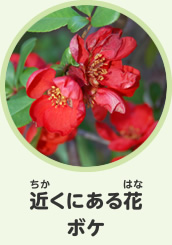 近くにある花　ボケ