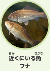 近くにいる魚　フナ