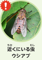 近くにいる虫　ウシアブ