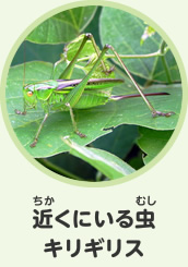 近くにいる虫　キリギリス