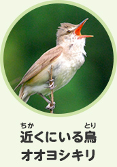 近くにいる鳥　オオヨシキリ