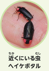 近くにいる虫　ヘイケボタル