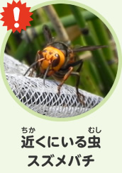 近くにいる虫　スズメバチ