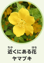 近くにある花　ヤマブキ