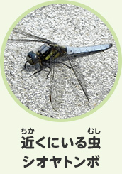 近くにいる虫　シオヤトンボ