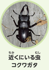 近くにいる虫　コクワガタ