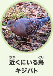 近くにいる鳥　キジバト