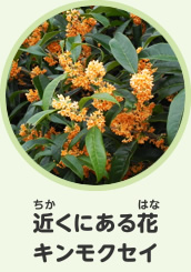 近くにある花　キンモクセイ