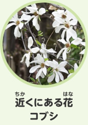 近くにある花　コブシ