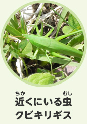 近くにいる虫　クビキリギス