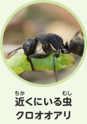 近くにいる虫　クロオオアリ