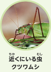 近くにいる虫　クツワムシ