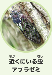 近くにいる虫　アブラゼミ