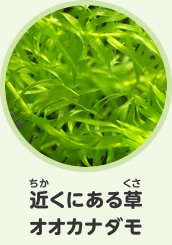 近くにある草　オオカナダモ