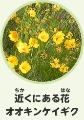 近くにある花　オオキンケイギク