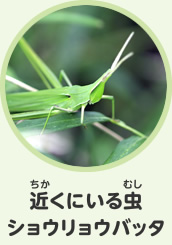 近くにいる虫　ショウリョウバッタ