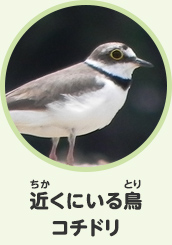 近くにいる鳥　コチドリ